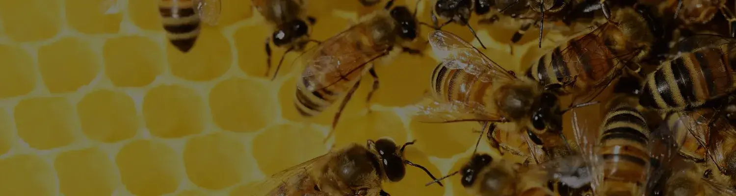 Producción Nacional Apicola Argentina