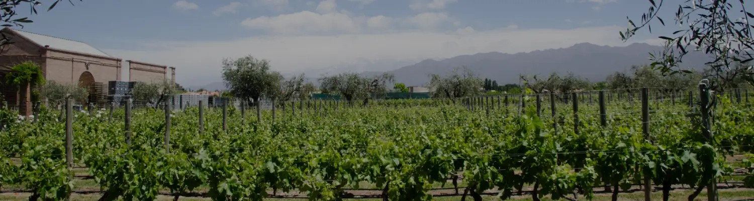 Alta Vista