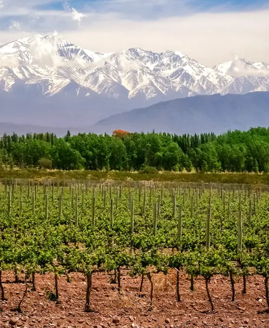 Bodega Finca Agostino Wines, en Mendoza Bodega Finca Agostino Wines, en Mendoza