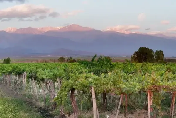 Bodega Albaflor Wines, en Tunuyán, Valle de Uco, Mendoza