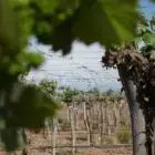 Bodega Don Angelo en Luján de Cuyo, Mendoza
