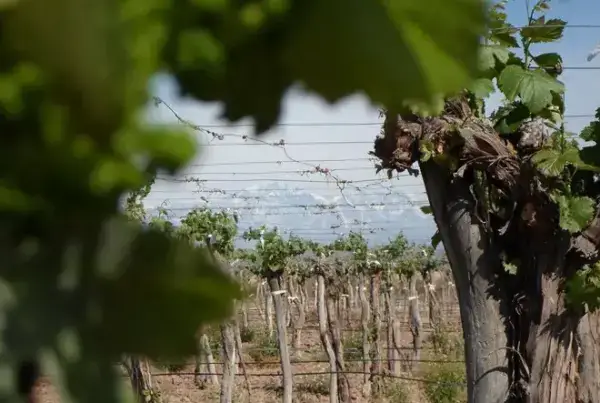 Bodega Don Angelo en Luján de Cuyo, Mendoza