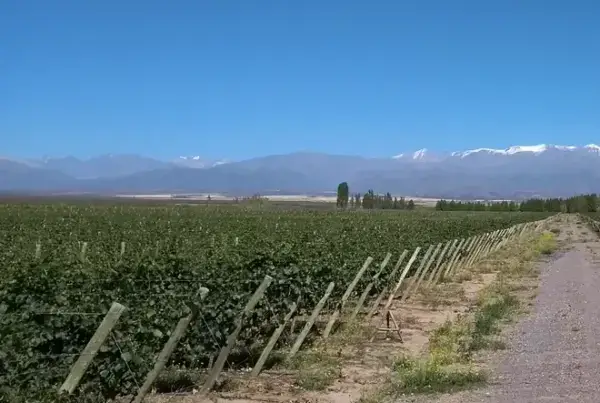 Bodega Boutique Familia Cánepa Martin