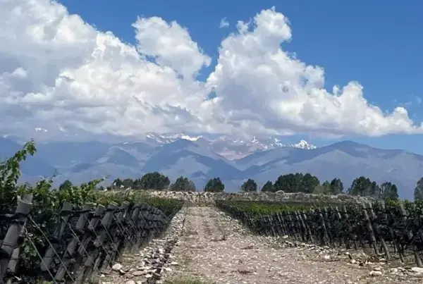 Bodega Vaglio Wines de José Lovaglio Balbo
