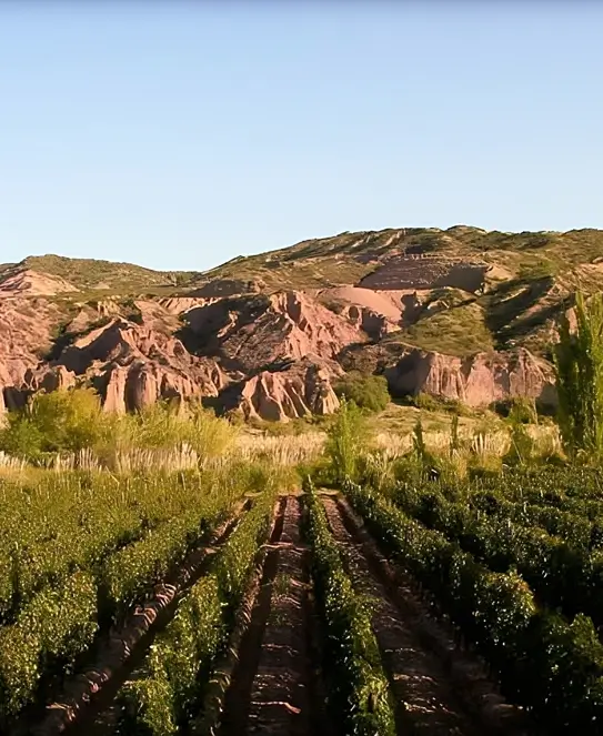 Bodega Apatye, en Lunlunta, Maipú, Mendoza Bodega Apatye, en Lunlunta, Maipú, Mendoza