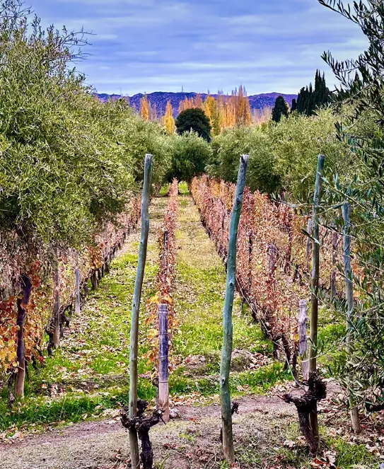 Bodega Domaine Saint Diego, en Lunlunta, Maipú, Mendoza Bodega Domaine Saint Diego, en Lunlunta, Maipú, Mendoza