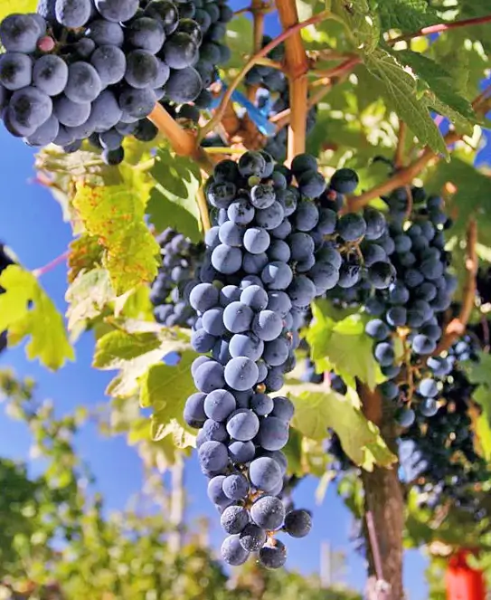 Bodega Finca Los Bayos, en Urdinarrain, Entre Ríos Bodega Finca Los Bayos, en Urdinarrain, Entre Ríos