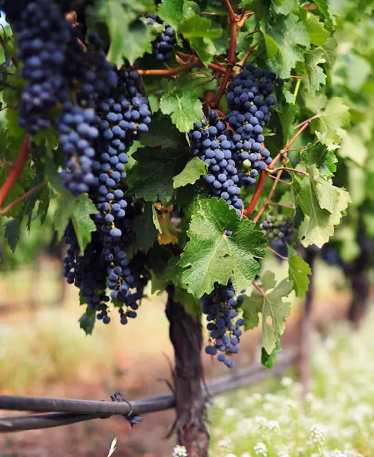 Bodega Viñedo Terruño del Palmar, en Ubajay, Entre Ríos Bodega Viñedo Terruño del Palmar, en Ubajay, Entre Ríos