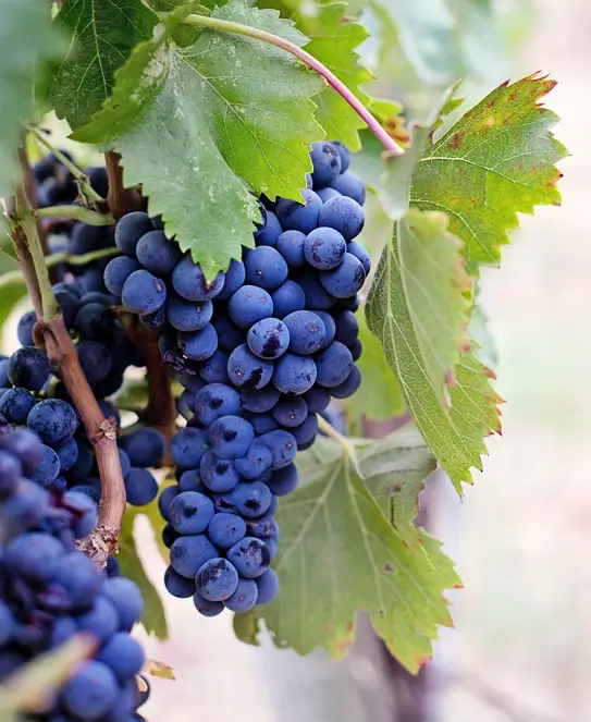 BordeRío Bodega & Viñedos, en Victoria, Entre Ríos BordeRío Bodega & Viñedos, en Victoria, Entre Ríos