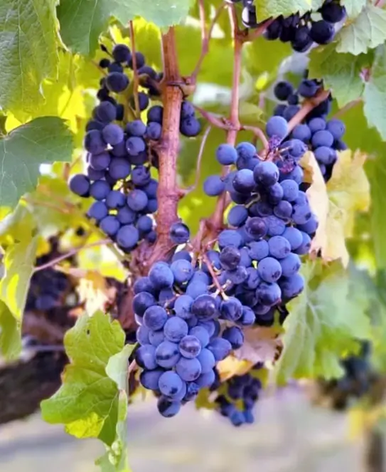 Bodega Centuria, en Paraná, Entre Ríos Bodega Centuria, en Paraná, Entre Ríos