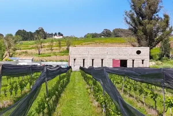Bodega Cordón Blanco, en Tandil, Buenos Aires