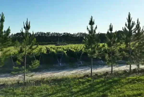 Bodega Finca Fénix, en La Criolla, Entre Ríos