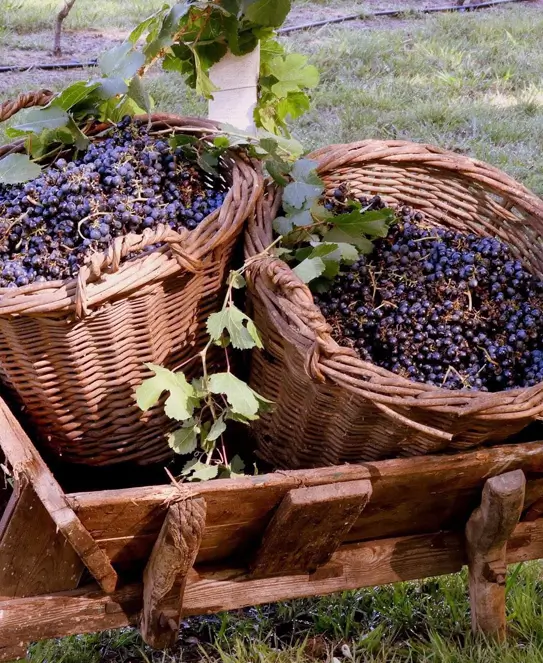 Bodega Los Franco Suizos, en San José, Entre Ríos Bodega Los Franco Suizos, en San José, Entre Ríos