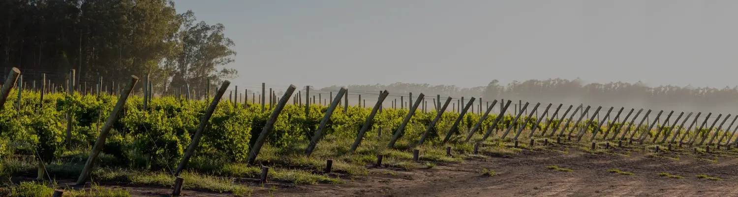 Vino Costa de Berisso