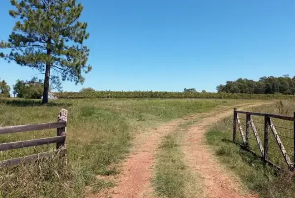 Bodega Vinos Idea, en Colón, Entre Ríos