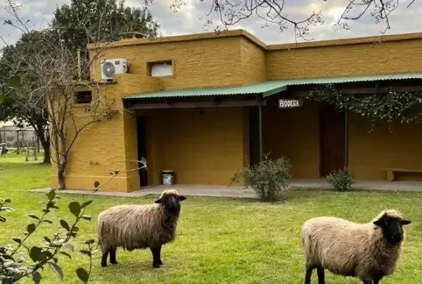 Bodega Vinos Lugea Courault, en Antelo, Entre Ríos