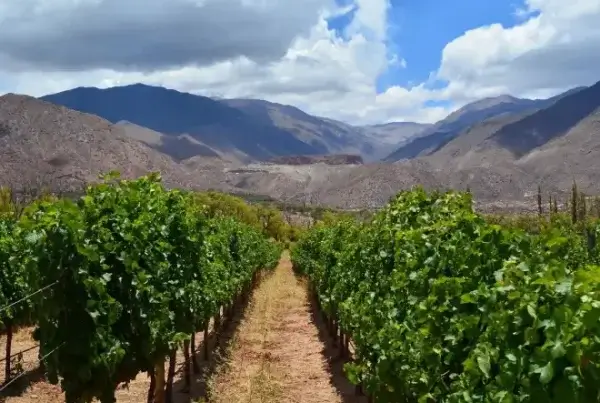 Bodega Altupalka, en Cafayate y Molinos, Salta