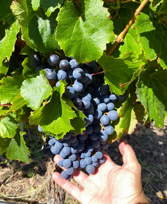 Bodega Altupalka, en Cafayate y Molinos, Salta Bodega Altupalka, en Cafayate y Molinos, Salta
